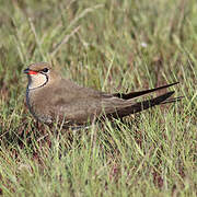 Collared Pratincole