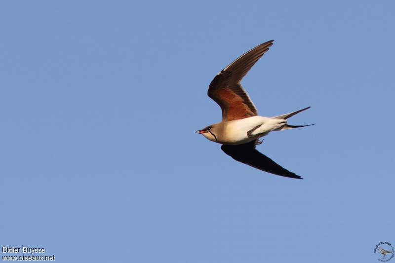 Collared Pratincoleadult, pigmentation, Flight