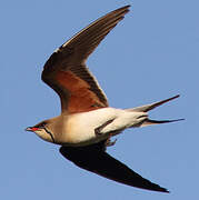 Collared Pratincole