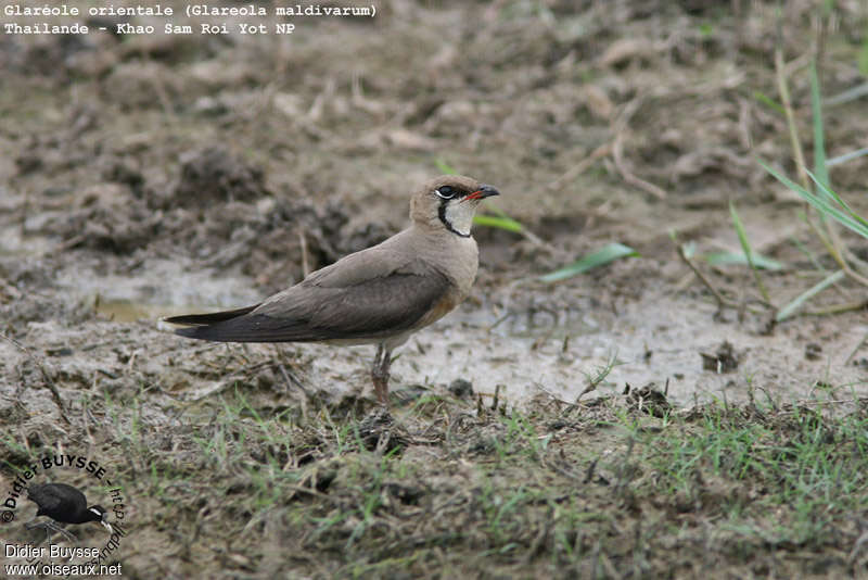 Glaréole orientaleadulte nuptial, habitat, pigmentation