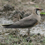 Oriental Pratincole