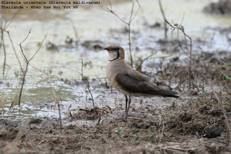 Glaréole orientaleadulte, habitat, pigmentation, Comportement