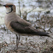 Oriental Pratincole