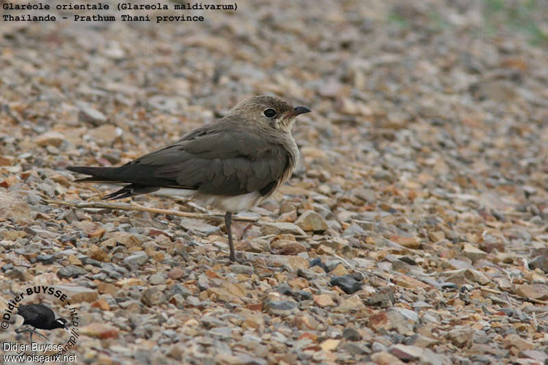 Glaréole orientaleimmature, identification