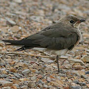 Oriental Pratincole