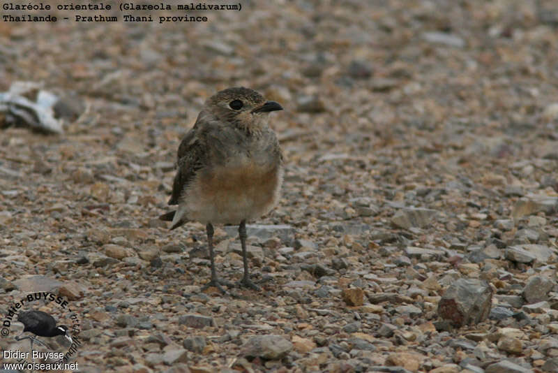 Glaréole orientalejuvénile, identification