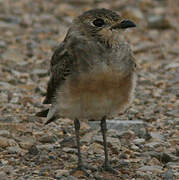 Oriental Pratincole