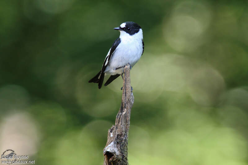 Collared Flycatcheradult breeding, close-up portrait