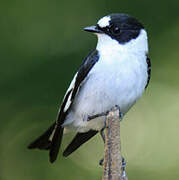 Collared Flycatcher