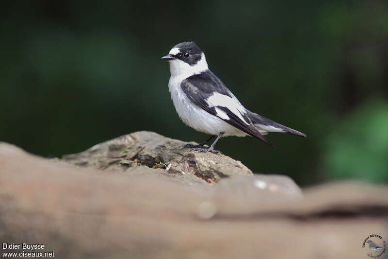 Collared Flycatcher male adult breeding, identification