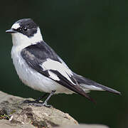 Collared Flycatcher