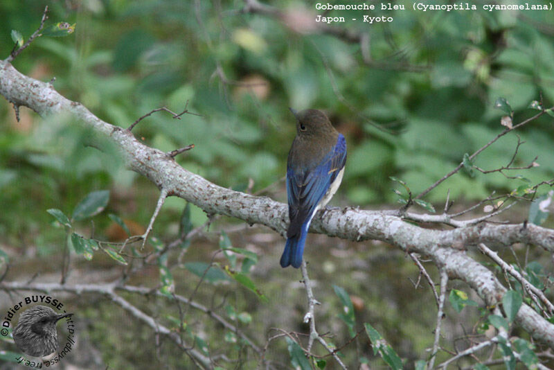 Gobemouche bleu