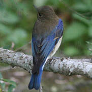 Blue-and-white Flycatcher