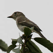 Asian Brown Flycatcher