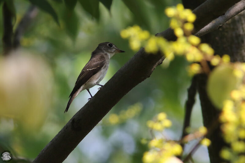 Gobemouche brunadulte, identification