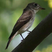 Asian Brown Flycatcher