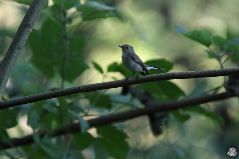 Taiga FlycatcherFirst year, identification