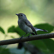 Taiga Flycatcher