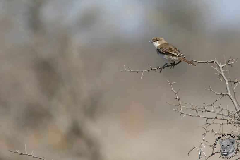 Marico Flycatcheradult, identification