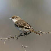 Marico Flycatcher