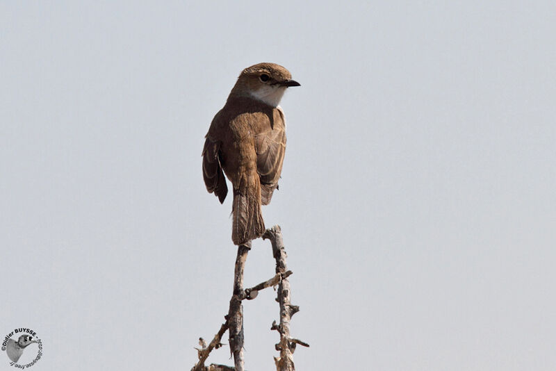 Marico Flycatcher, identification