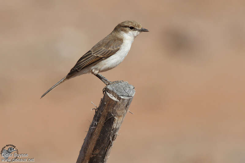 Gobemouche du Maricoadulte, identification