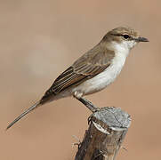 Marico Flycatcher