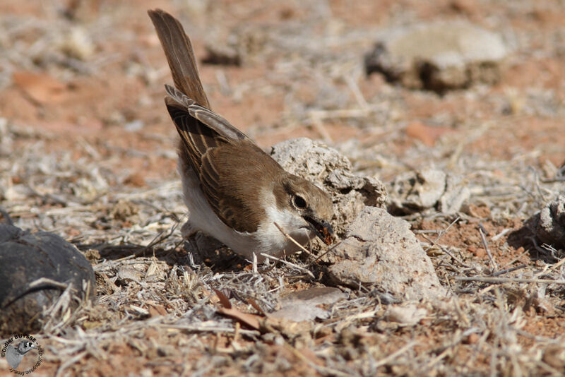 Marico Flycatcheradult, identification, feeding habits