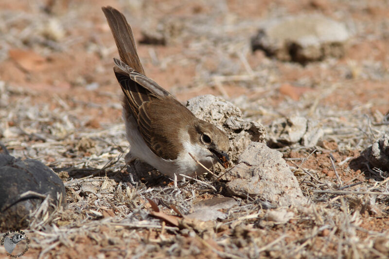 Gobemouche du Maricoadulte, identification, régime