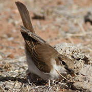 Marico Flycatcher