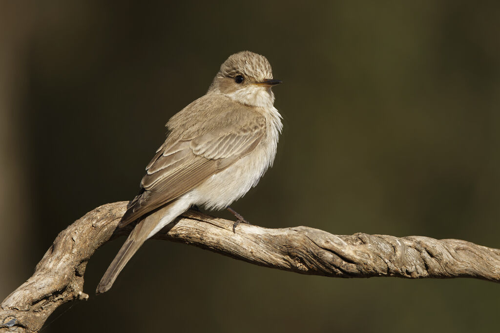 Spotted Flycatcheradult