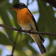 Mugimaki Flycatcher