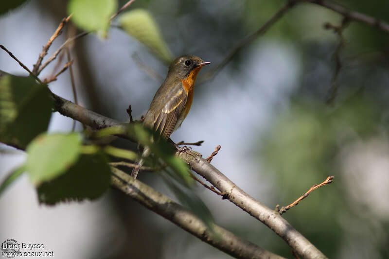 Mugimaki Flycatcher male First year, identification