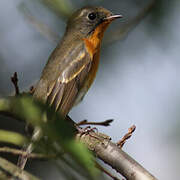 Mugimaki Flycatcher