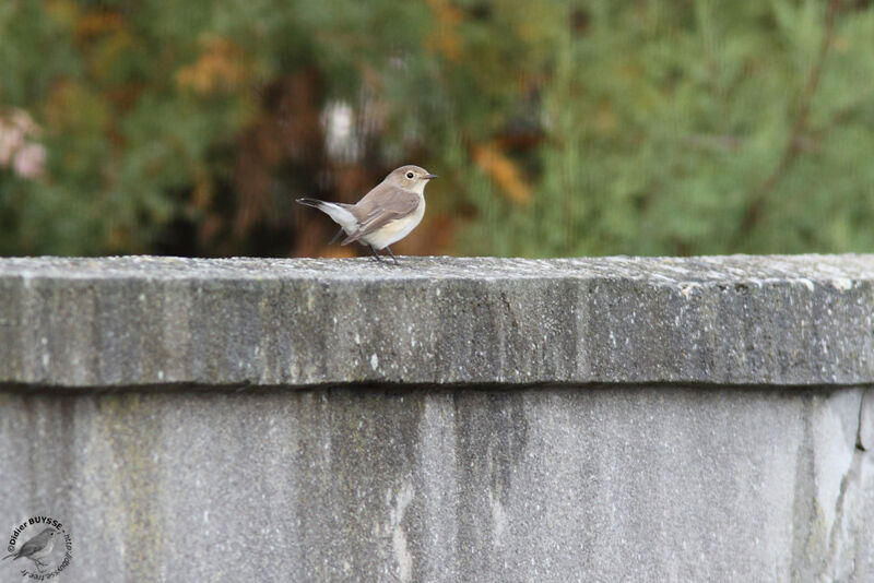 Red-breasted FlycatcherFirst year, identification