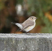 Red-breasted Flycatcher