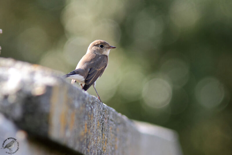 Red-breasted FlycatcherFirst year, identification