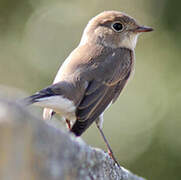 Red-breasted Flycatcher