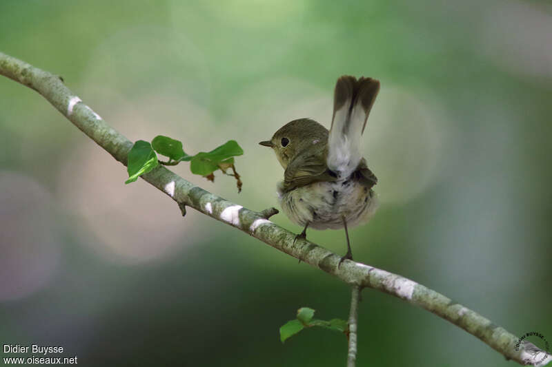 Red-breasted Flycatcher female adult breeding, pigmentation, Behaviour