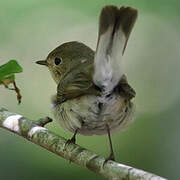 Red-breasted Flycatcher