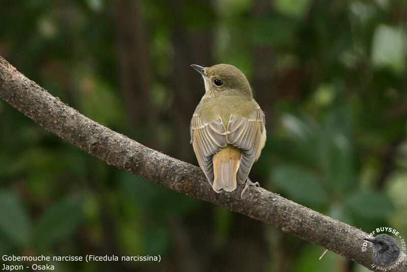 Narcissus Flycatcher female