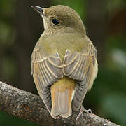 Narcissus Flycatcher