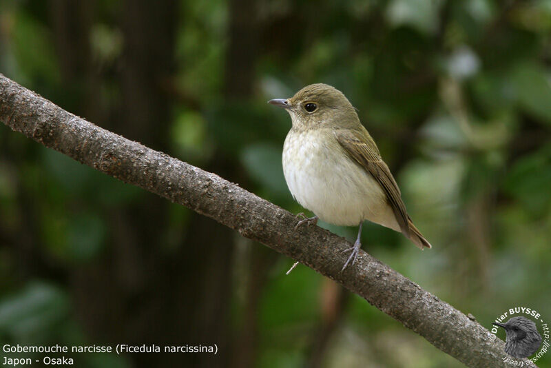 Narcissus Flycatcher female