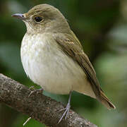 Narcissus Flycatcher