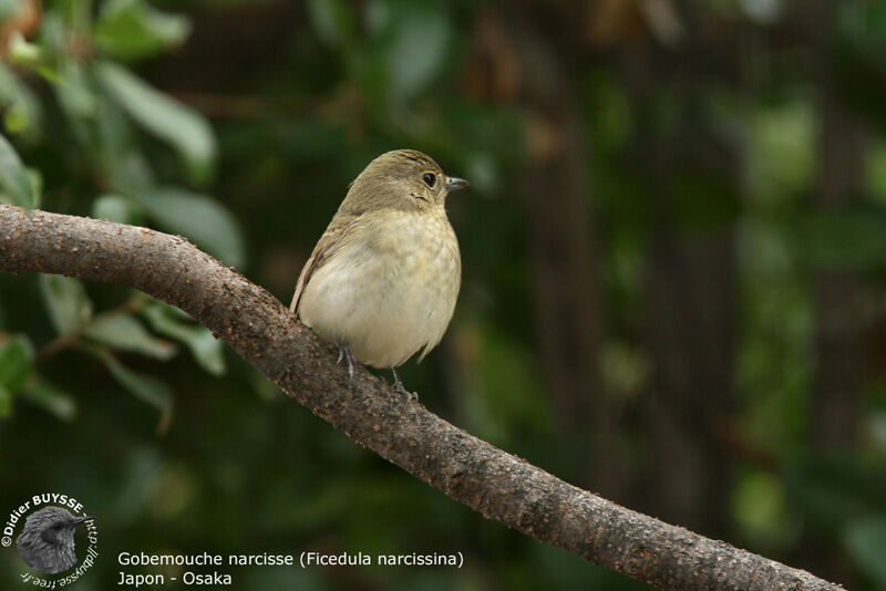 Narcissus Flycatcher female