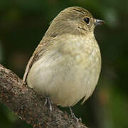 Narcissus Flycatcher