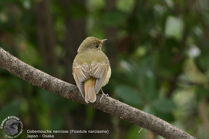 Narcissus Flycatcher female