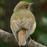 Narcissus Flycatcher