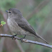 African Dusky Flycatcher