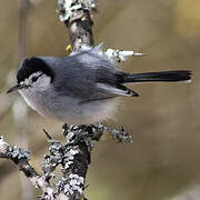 White-browed Gnatcatcher